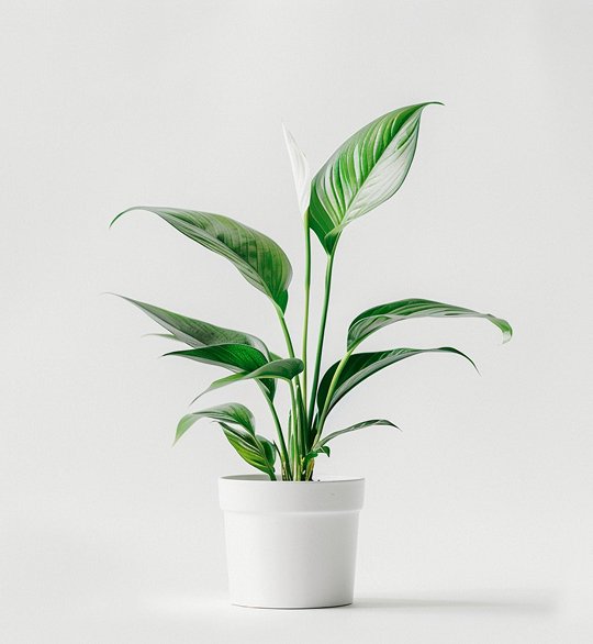 product 06